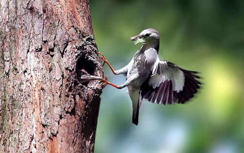 啄木鳥(niǎo)撞上高壓線(xiàn)，網(wǎng)友戲稱(chēng)“血條消失術(shù)” 電纜安全警示引熱議